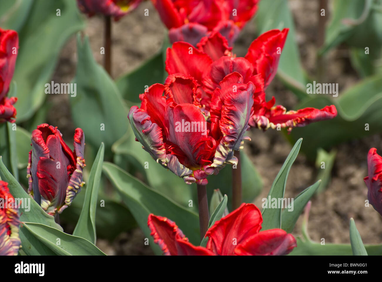 Parrot tulip hi-res stock photography and images - Alamy