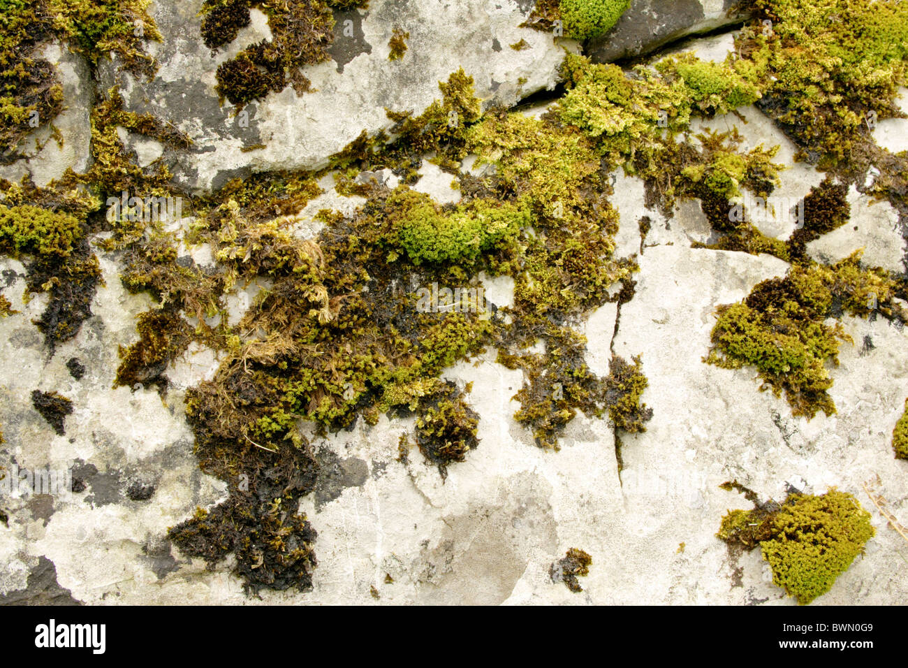 Moss growing on rock Stock Photo