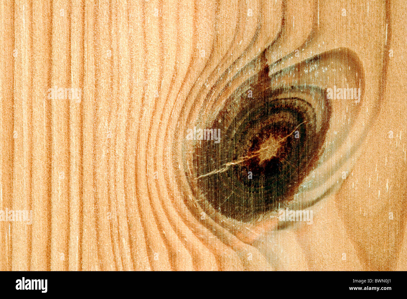 Knot in pine wood Stock Photo Alamy