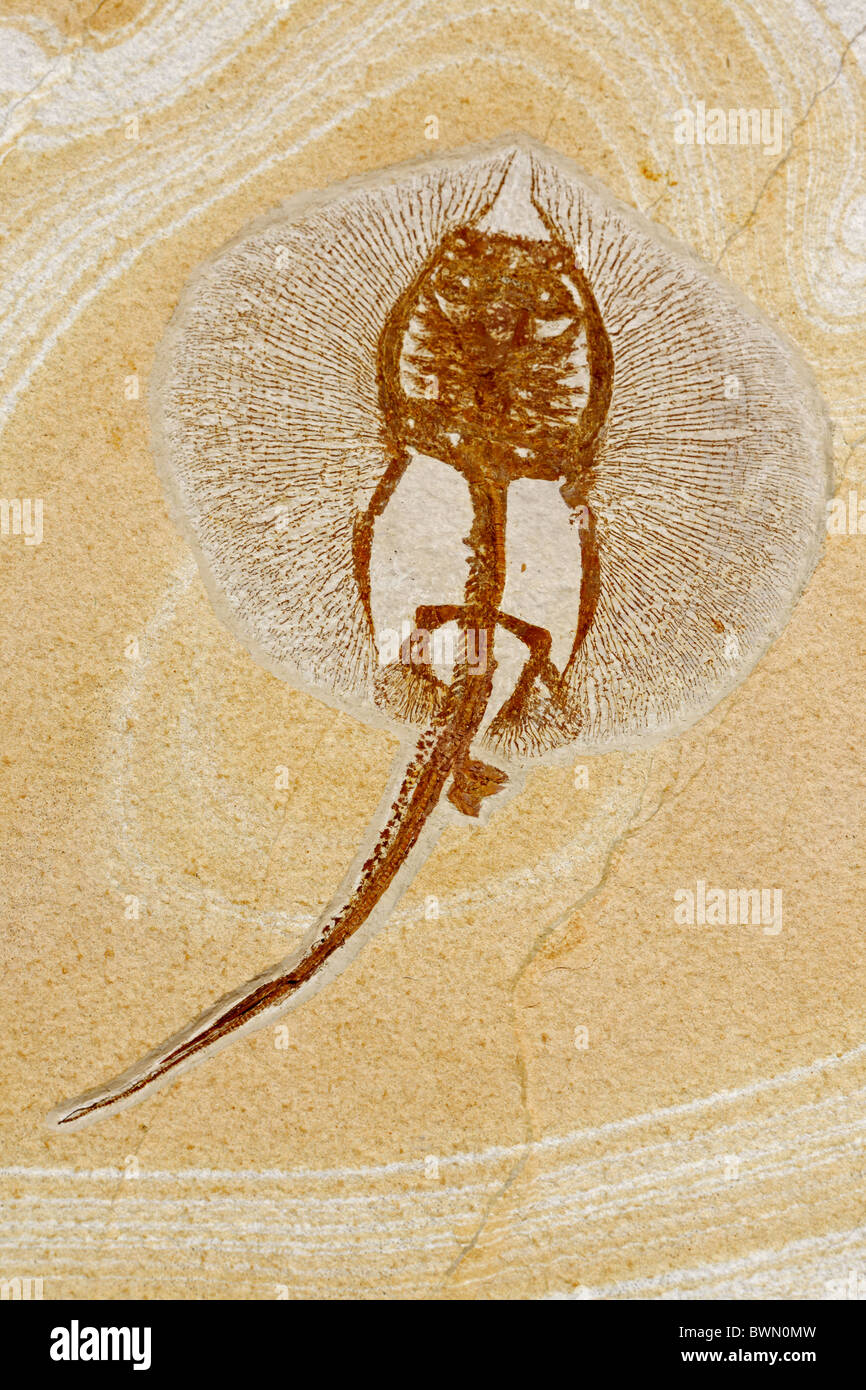 Fossil Ray - Heliobatis sp. - Green River Formation - Eocene - Wyoming - specimen credit: Geo Decor Stock Photo