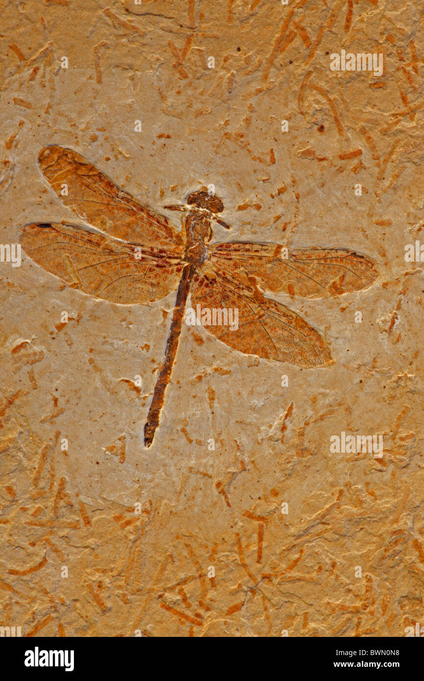 Fossil dragonfly insect wings hi-res stock photography and images - Alamy