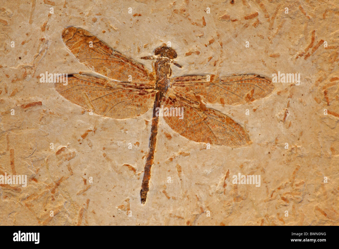 Fossil Dragonfly - Cordulagomphus fenestratus - Lower Cretaceous - Brazil - 125 million years old - Araripe basin Stock Photo