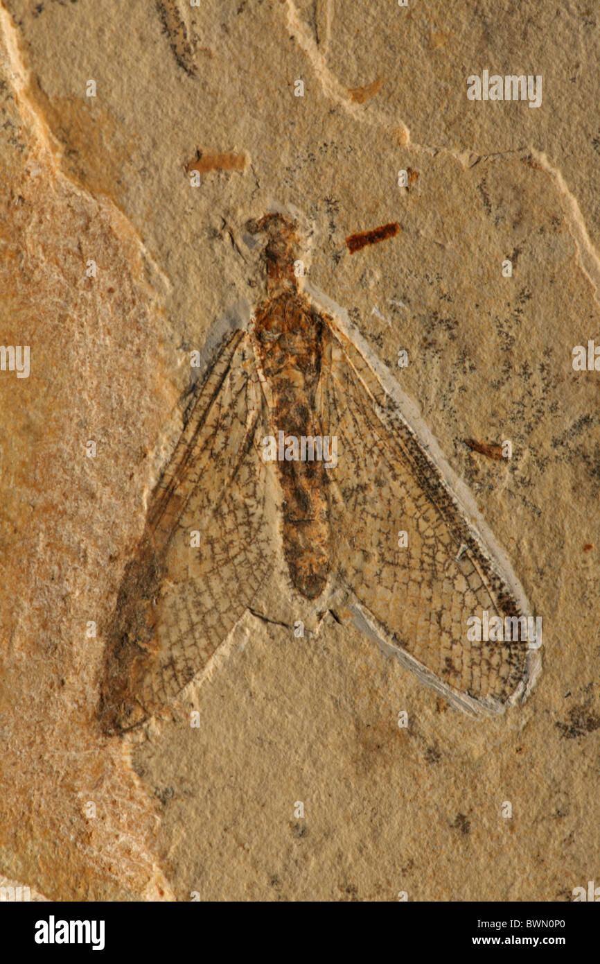 Fossil Lacewing (Planipennia) - Santana Formation - Brazil - Early Cretaceous Period Stock Photo