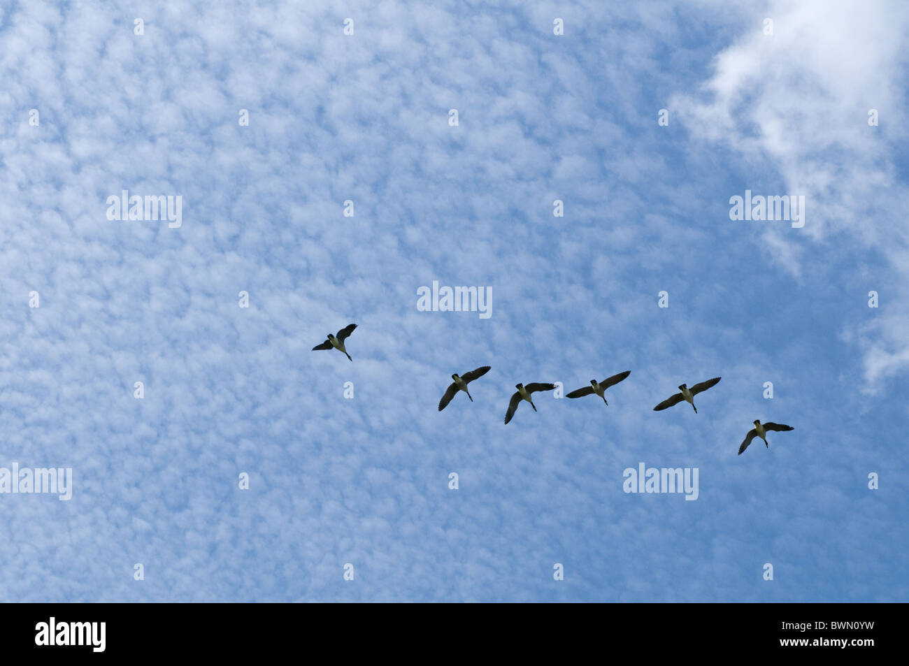 Flock birds flying across clear hi-res stock photography and images - Alamy