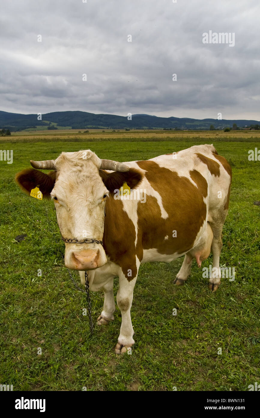 Cow on a meadow Stock Photo - Alamy
