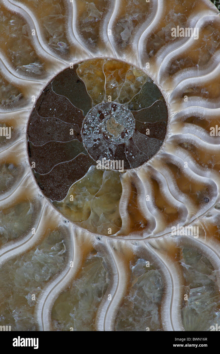 Fossil Ammonite - Cleoniceras sp. - Upper Early Cretaceous - Albian stage - Mahajanga province - Madagascar - cross-section Stock Photo