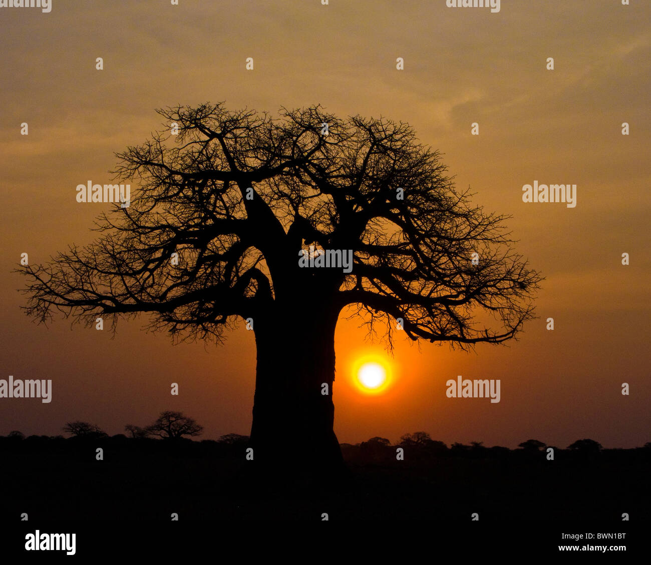 African sunrise under a fabled baobab tree. Stock Photo