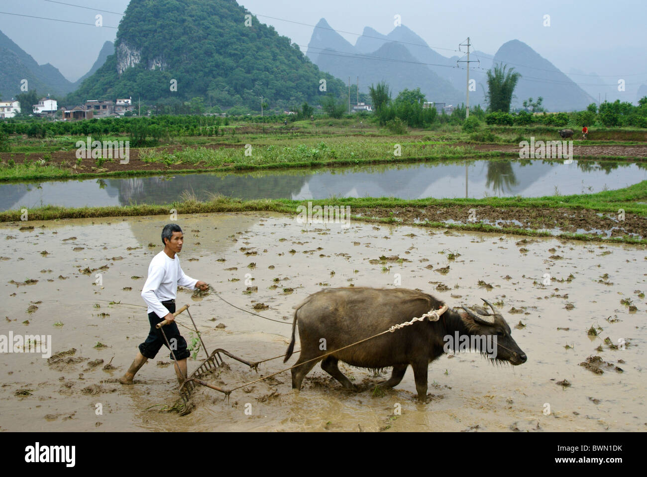 Farmer plowing rice paddy with water buffalo, Guangxi, China Stock Photo