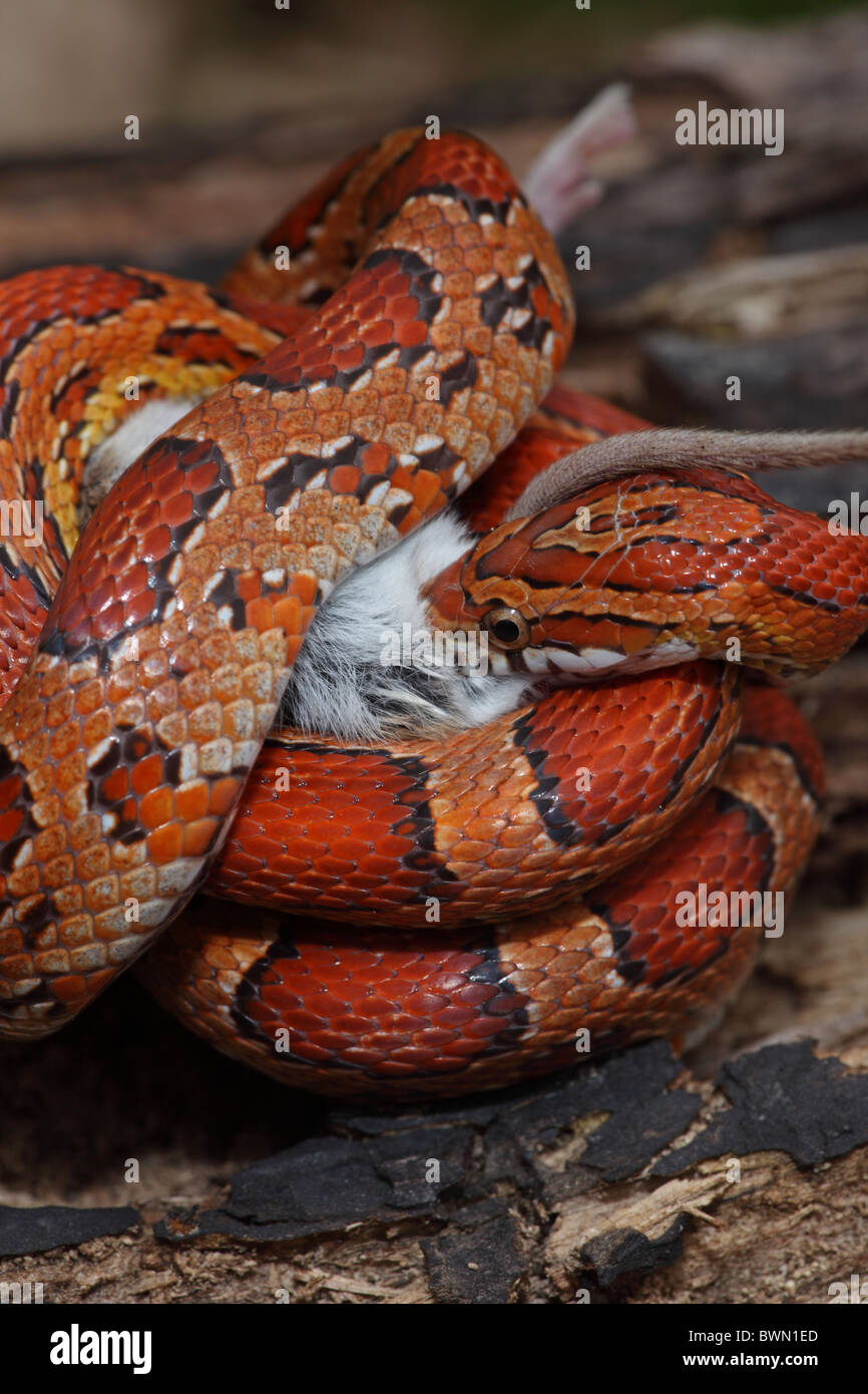 Corn Snake (Pantherophis guttatus) - captive - swallowing a mouse ...