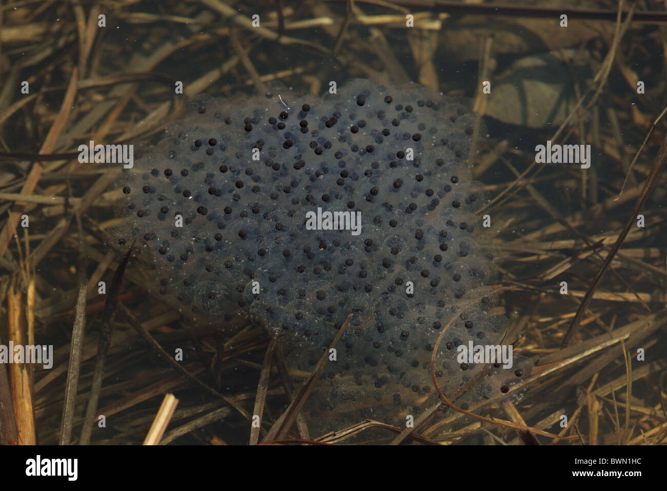 Wood frog eggs Rana sylvatica New York Stock Photo Alamy