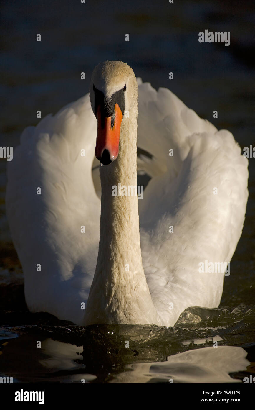 Mute Swan (Cygnus olor) UK - Showing busking display Stock Photo