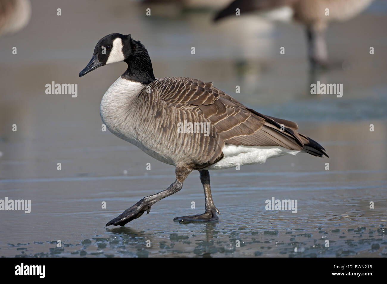 Canada Goose (Branta canadensis) on ice - New York Stock Photo