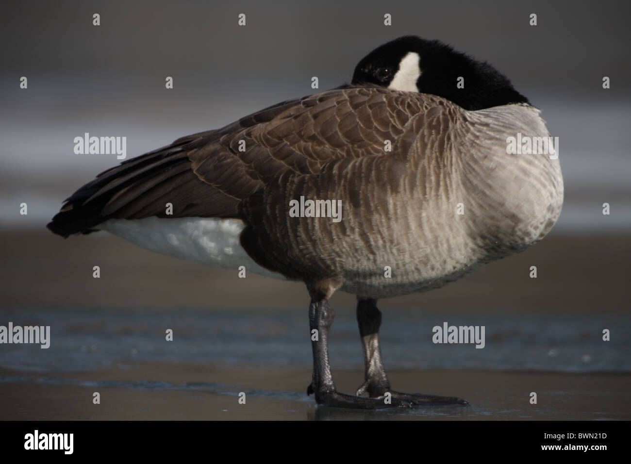 Canada Goose (Branta canadensis) on ice - New York Stock Photo