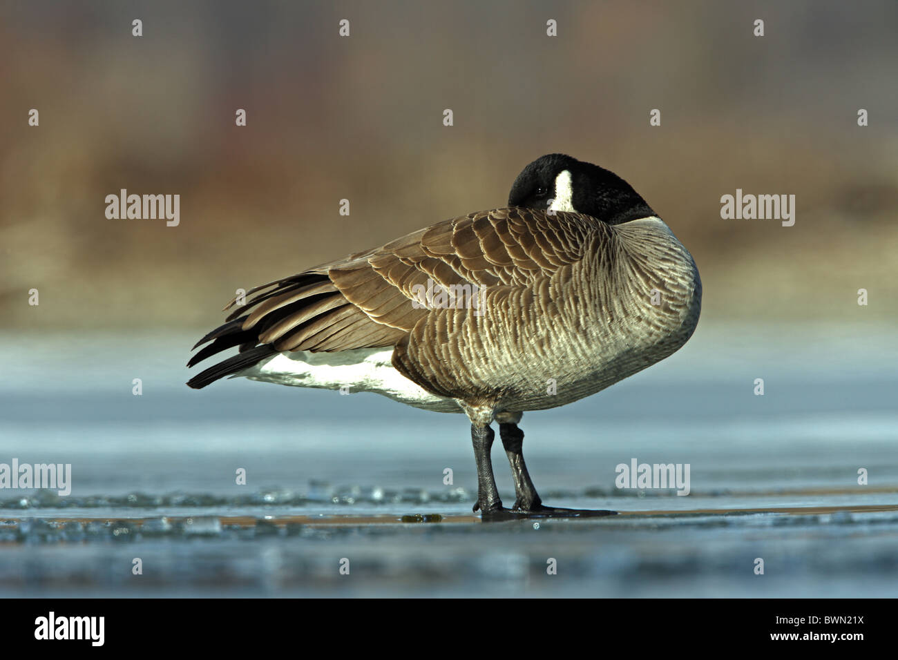 Canada Goose (Branta canadensis) on ice - New York Stock Photo