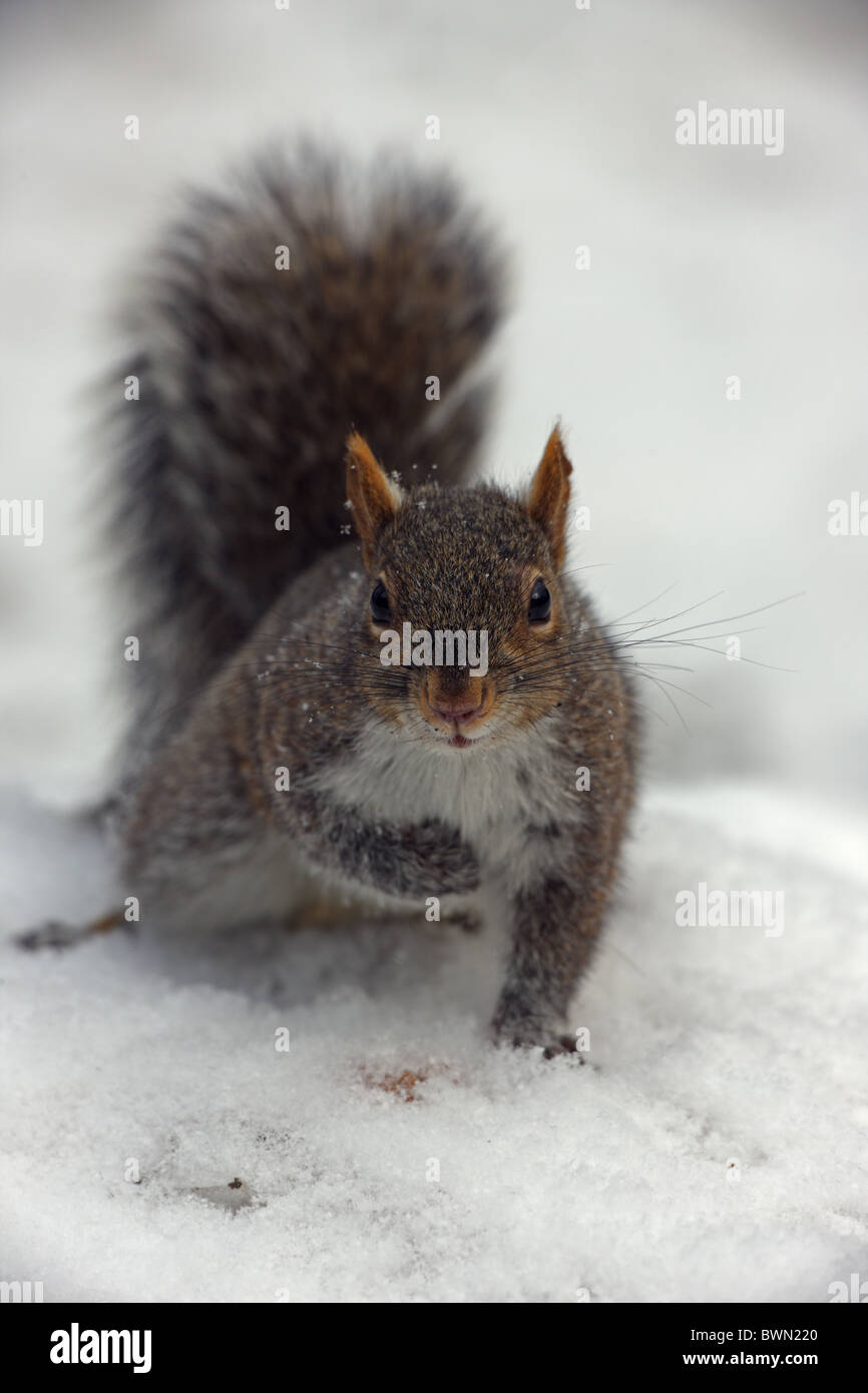 Eastern Gray Squirrel (Sciurus carolinensis) - in snow - New York Stock Photo