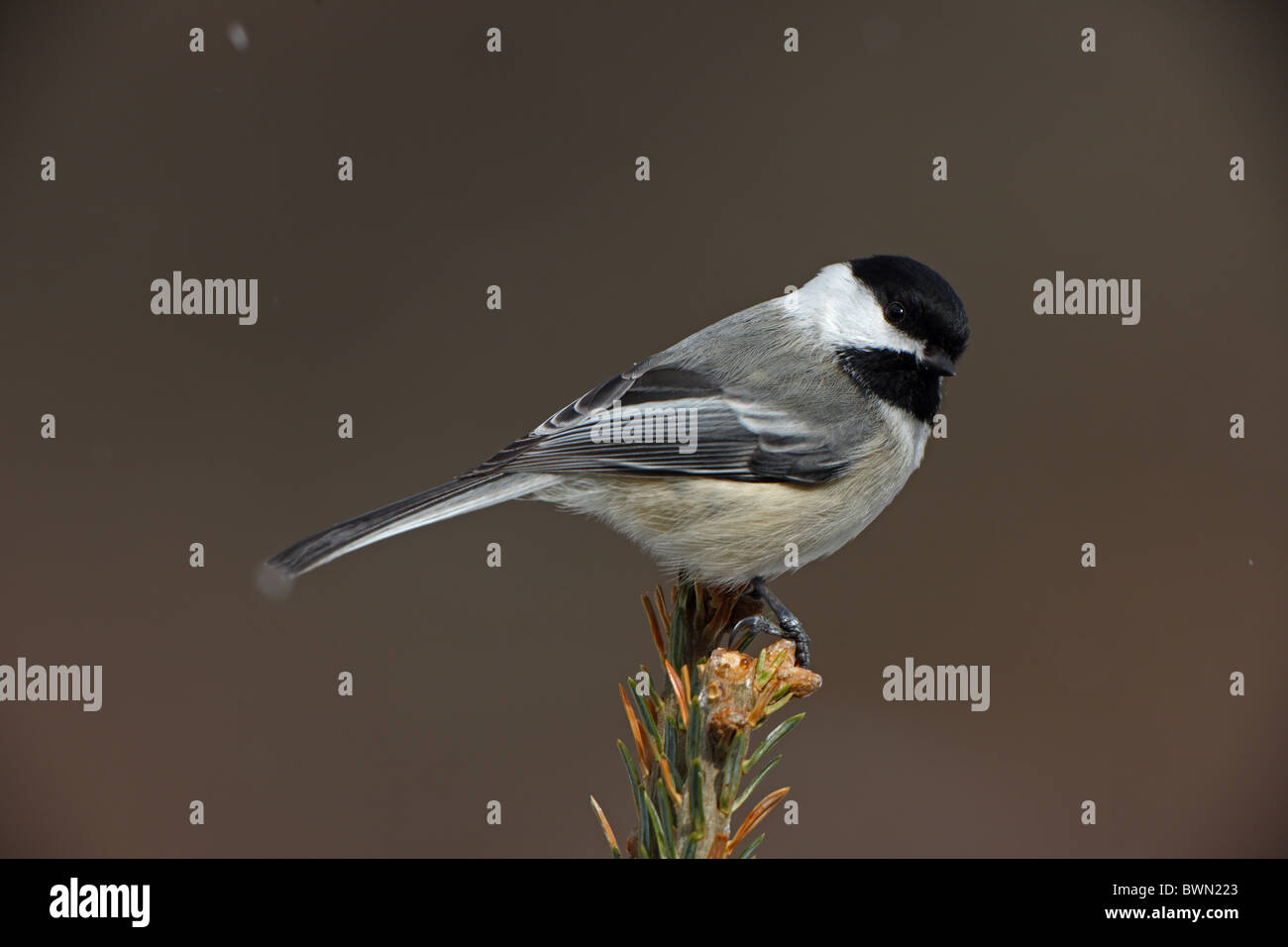 Black-capped Chickadee (Poecile atricapilla) Perched on treetop - Snow - New York - USA - Most widespread chickadee Stock Photo