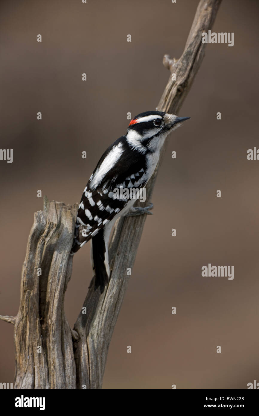 Downy Woodpecker (Picoides pubescens) New York - USA - Found near or in