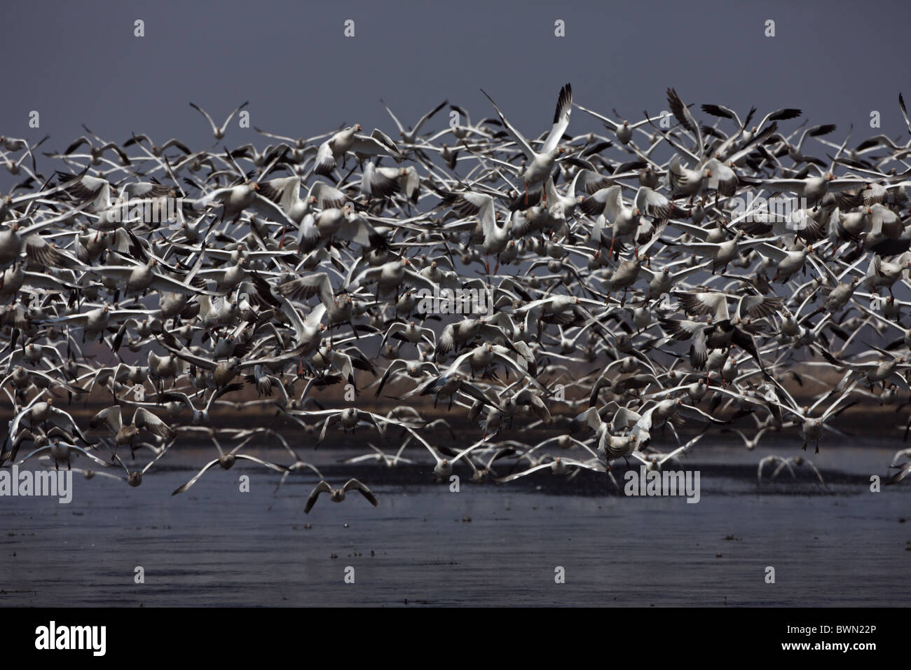 Snow Geese (Chen caerulescens) Flock flying Montezuma Wildlife Refuge