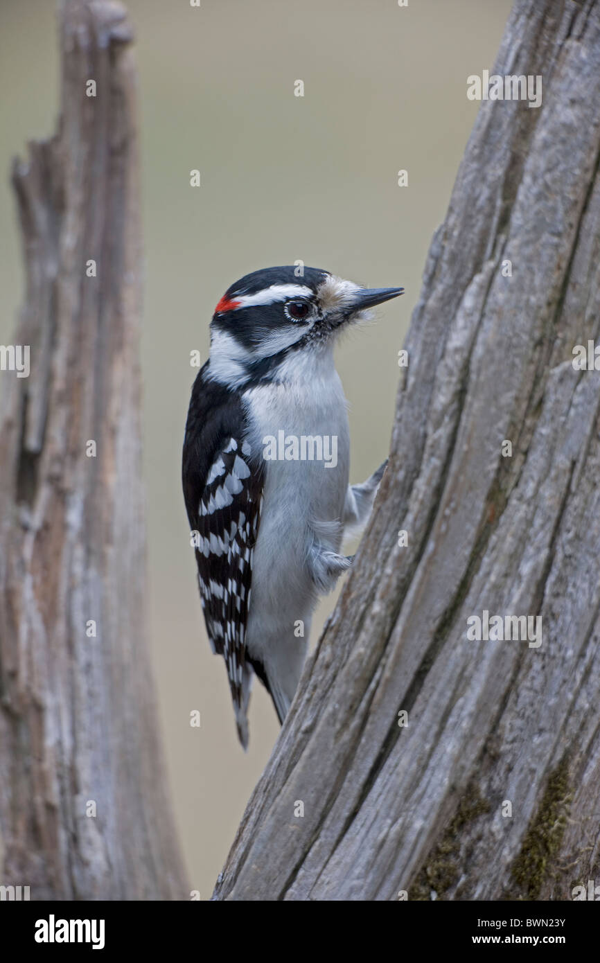 Downy Woodpecker (Picoides pubescens) New York - USA - Found near or in woods - Similar to Hairy Woodpecker but smaller Stock Photo