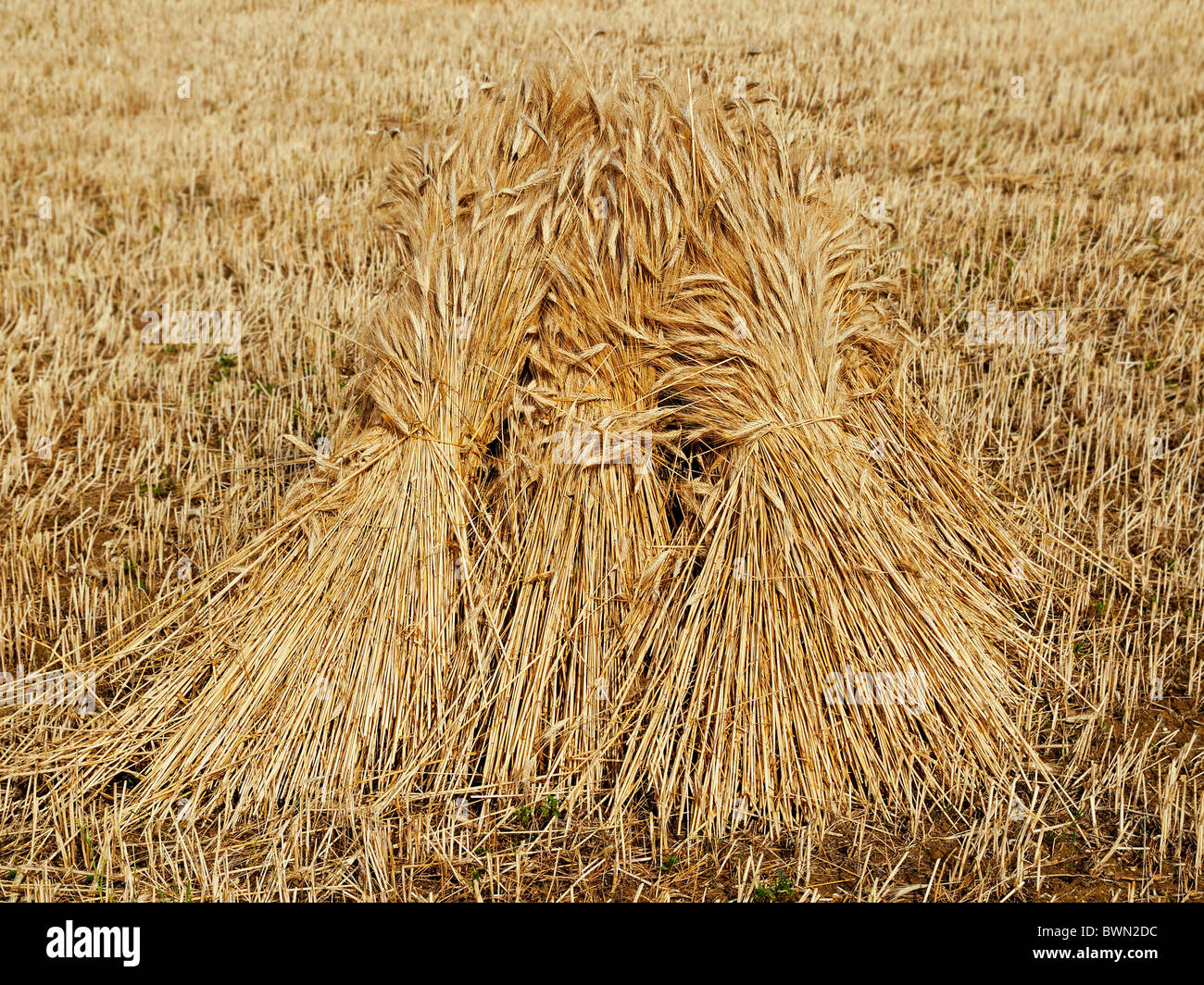 Wheat sheaf field hires stock photography and images Alamy