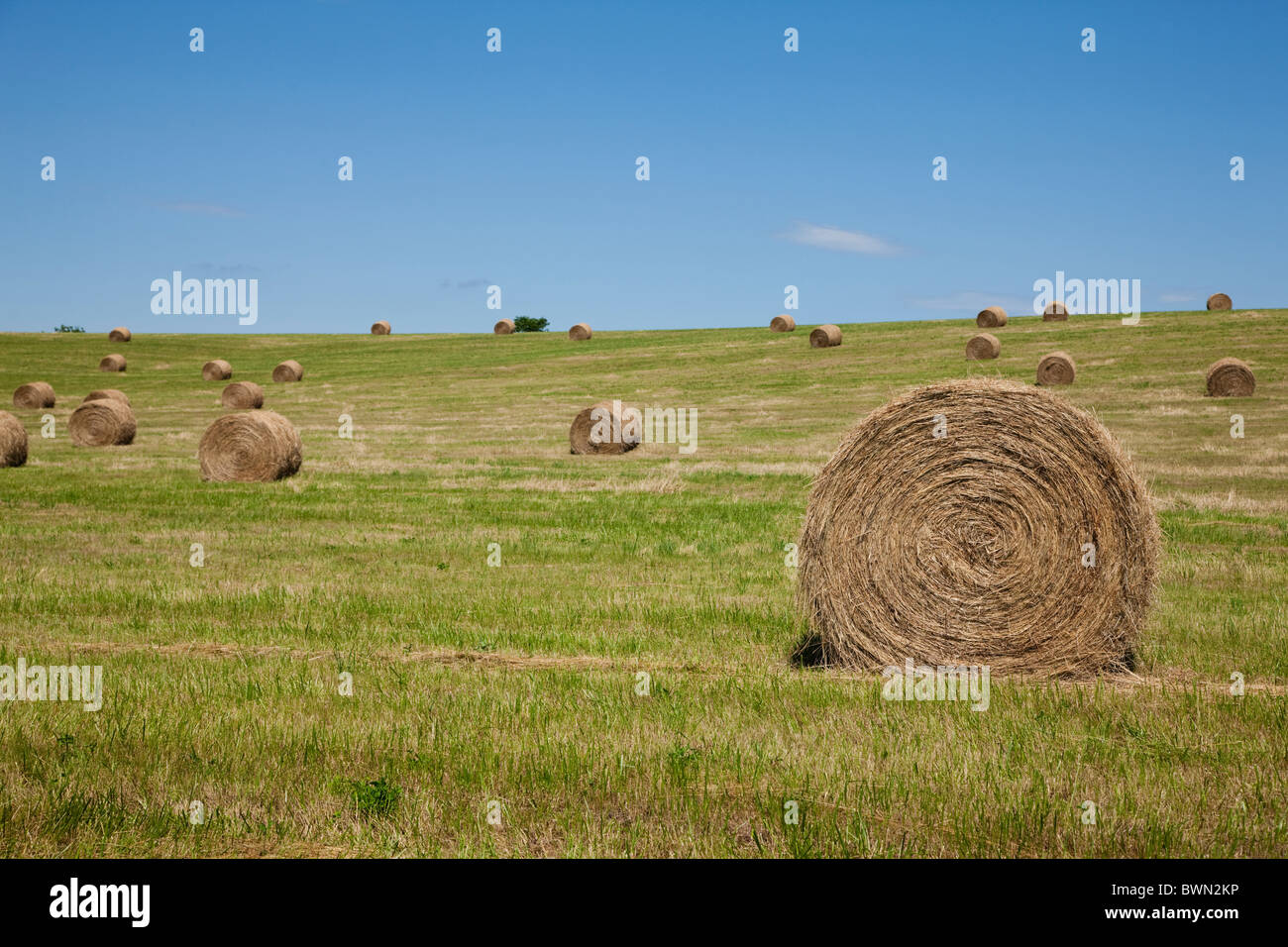 USA, Missouri, Hay bales on field Stock Photo