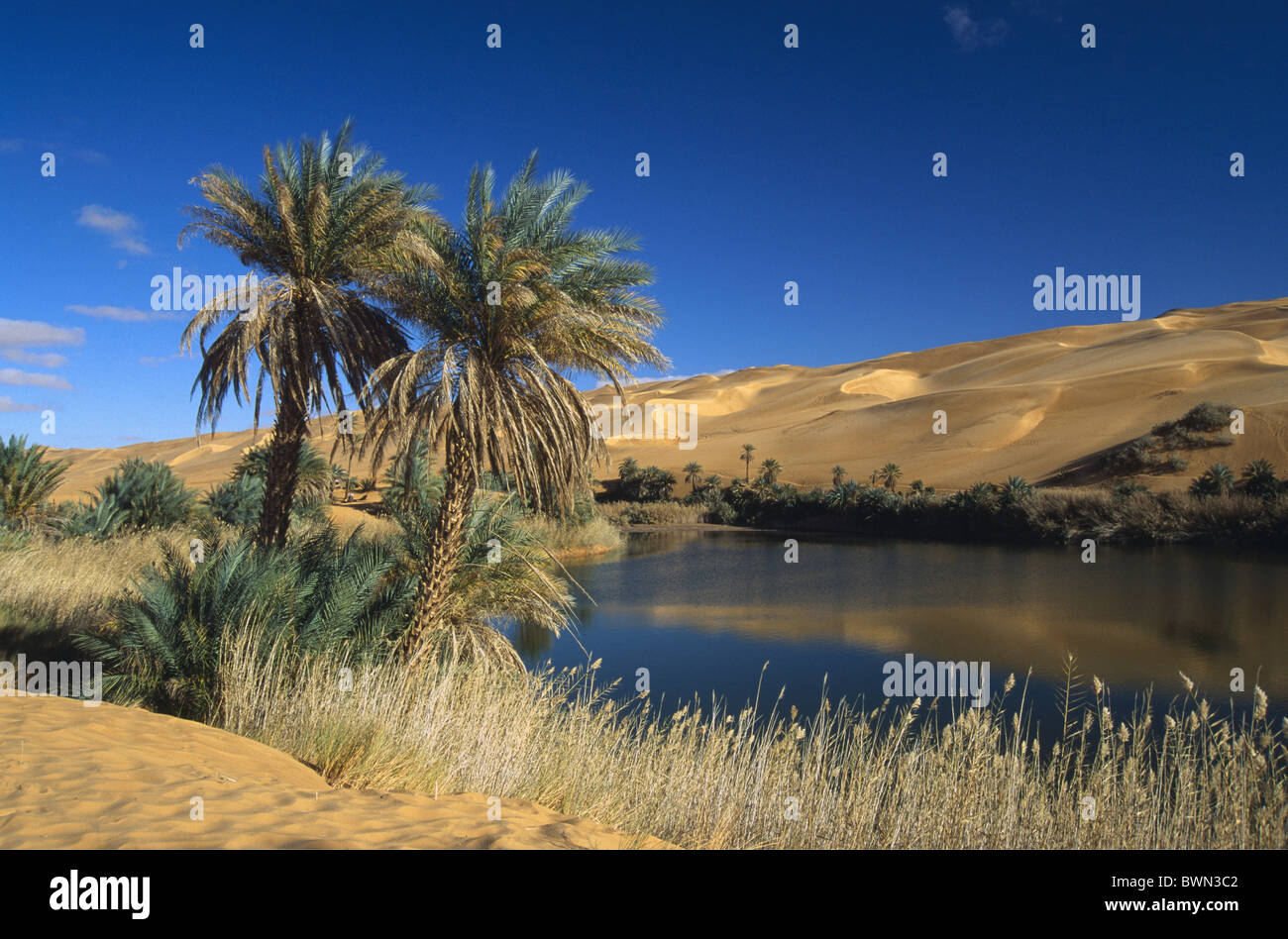 Libya oasis Um El Ma Erg Ubari Mandara lakes Africa Mandara palms palm trees Sahara lake desert landscape Stock Photo
