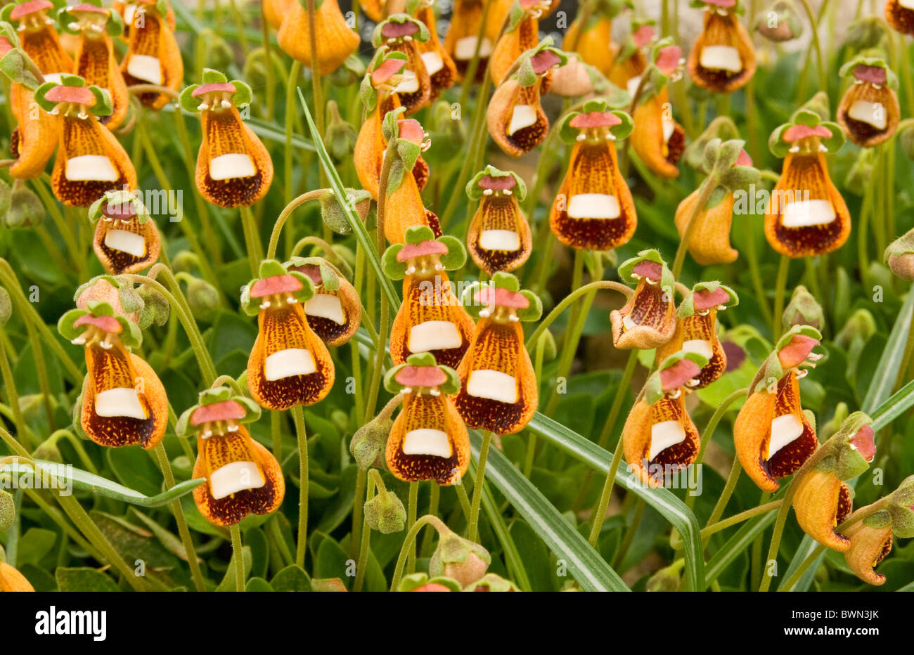 Calceolaria Walter Shrimpton Stock Photo