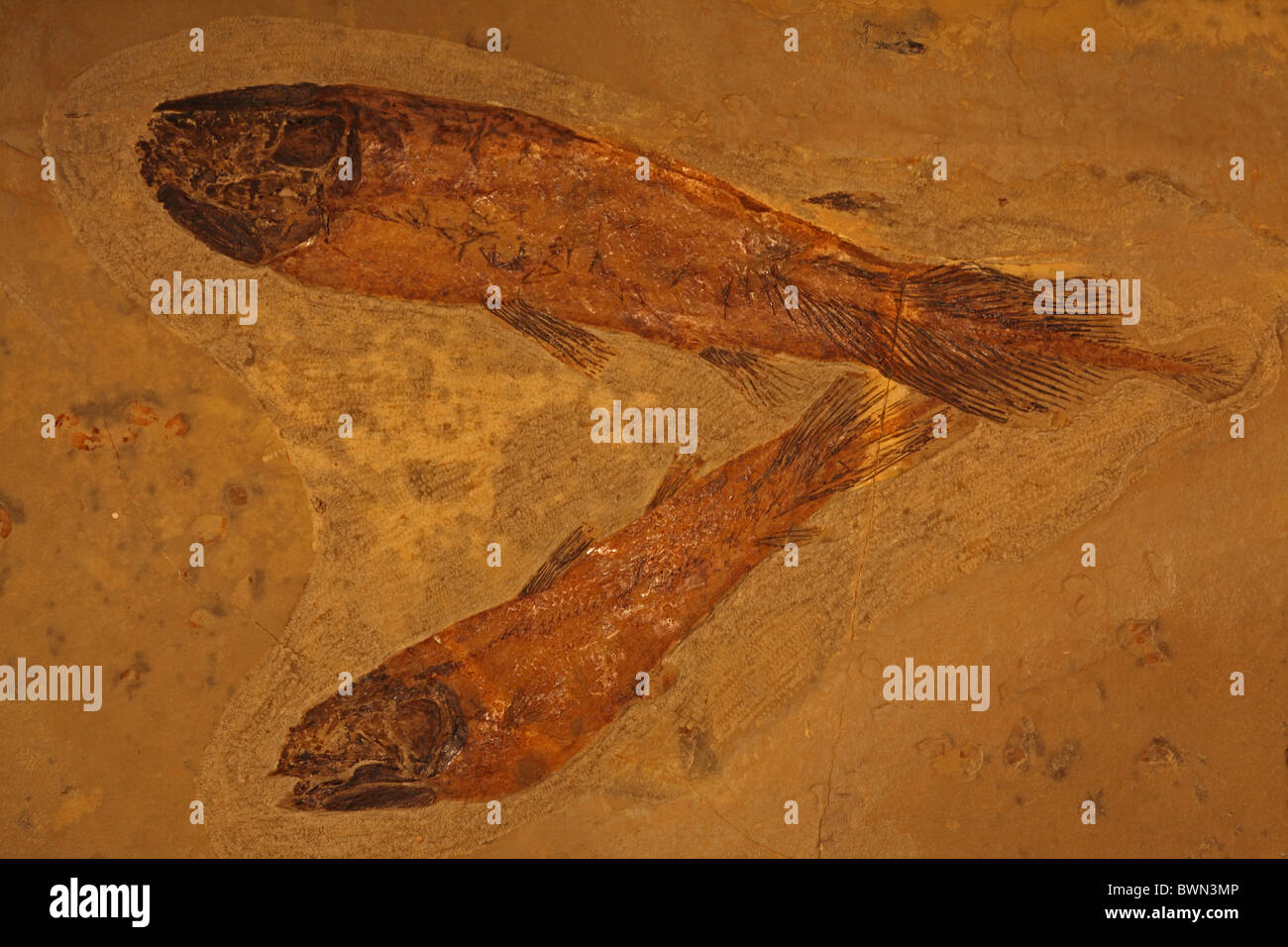 Coelacanths - Cariosuctor sp. - Carboniferous - Bear Gulch - Montana - USA - 250 million years old Stock Photo