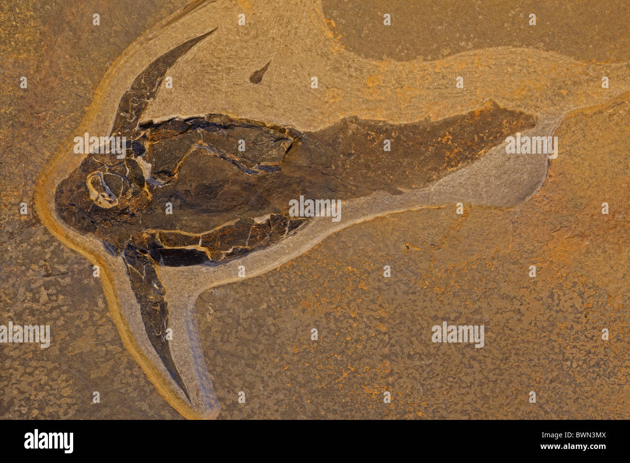 Fossil Fish - Pterichthodes milleri - Mid Devonian - Caithness -Scotland - Placoderm Stock Photo