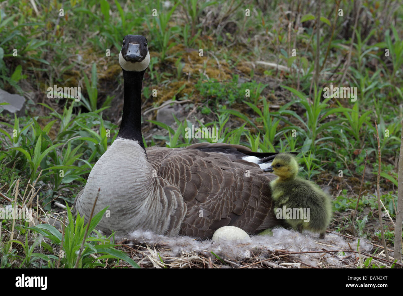 Canada Goose Branta canadensis New York at nest Stock Photo Alamy