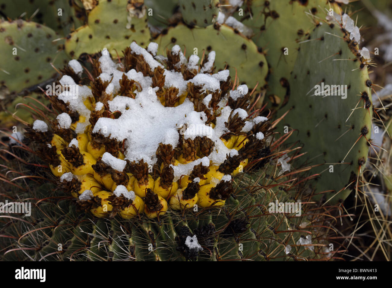 Fishhook Barrel Cactus with fruit in snow (Ferocactus wislizeni