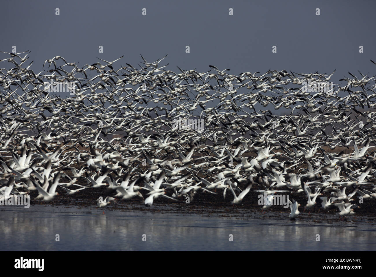 Snow Geese (Chen caerulescens) Flock flying Montezuma Wildlife Refuge