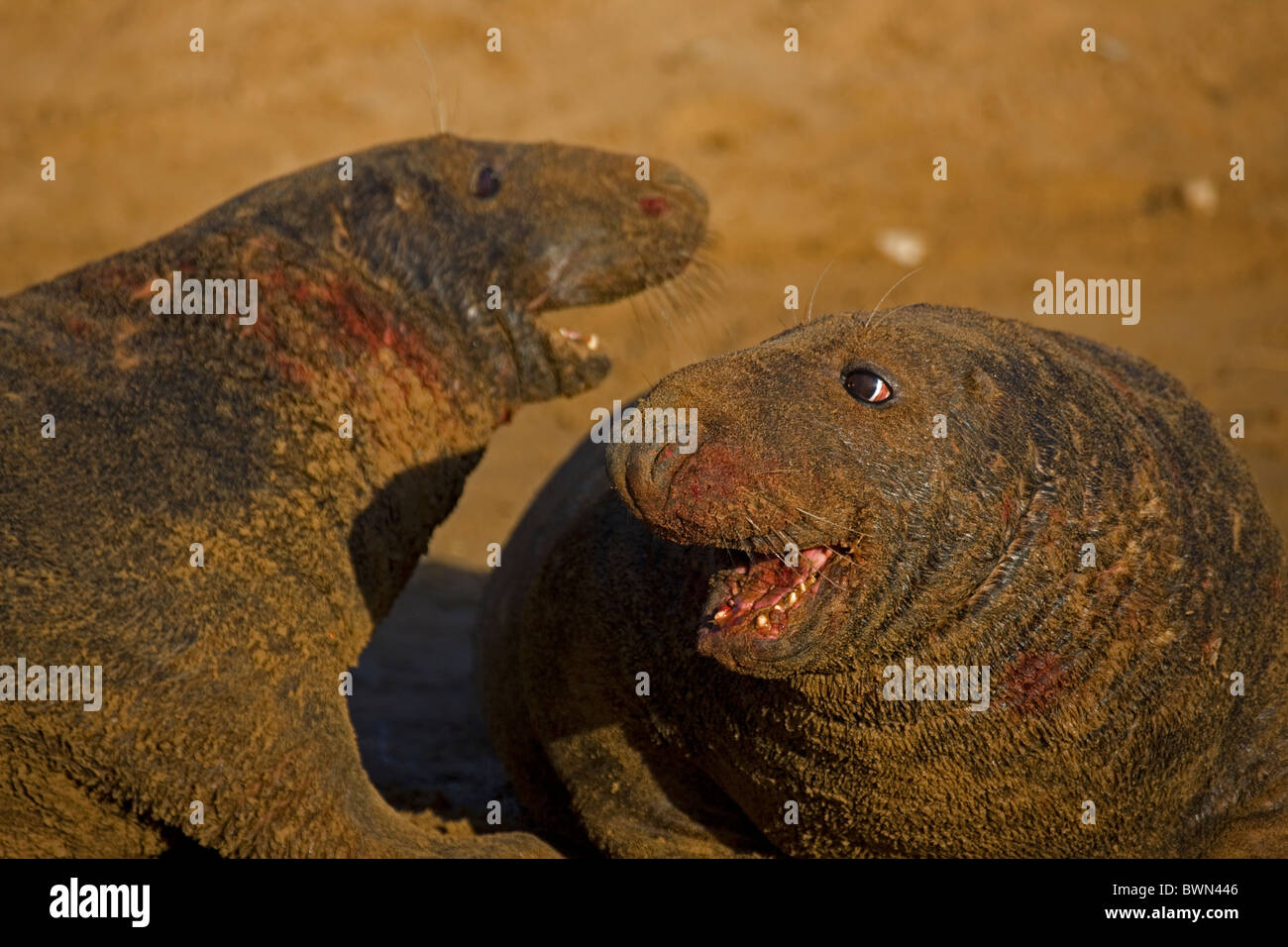 Grey Seal (Halichoerus grypus) - United Kingdom - Two males engaged in territorial fight during mating season Stock Photo