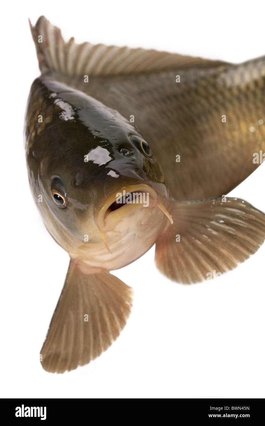 Carp Fish Half-face Isolated on White Background Stock Image