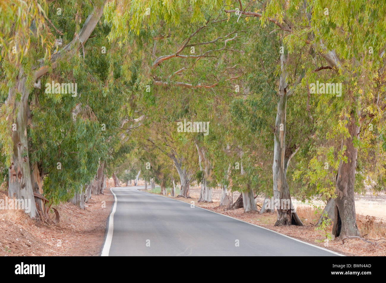 Road with trees Stock Photo