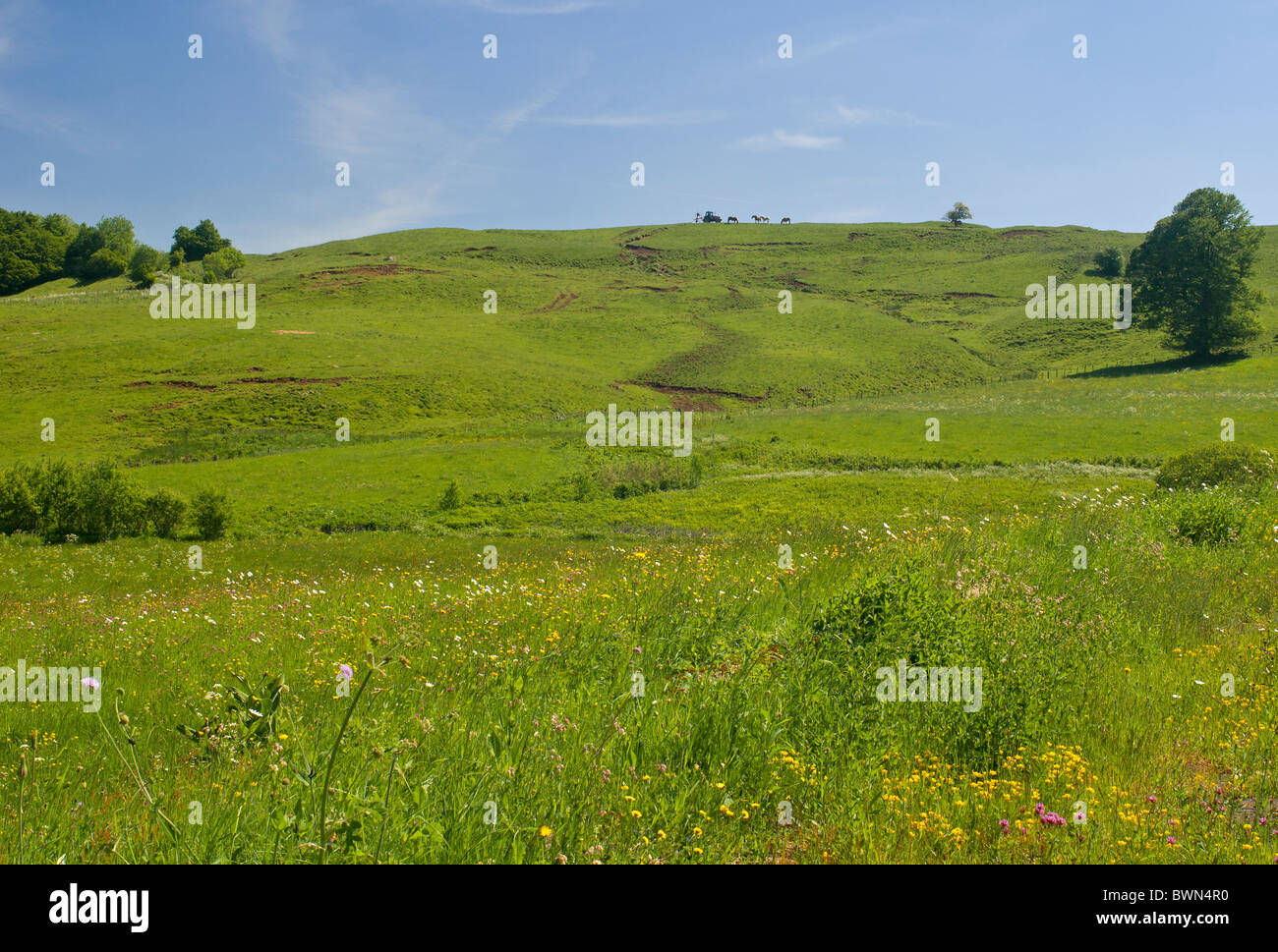 Mountain  landscape with summer pasture in Auvergne, France Stock Photo