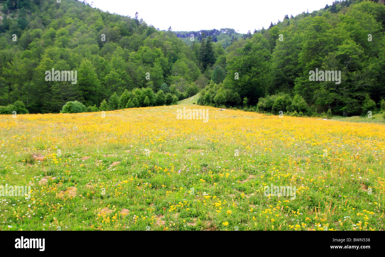 Perfect flowers meadow in trees mountain in Pyrenees Anso valley Stock Photo