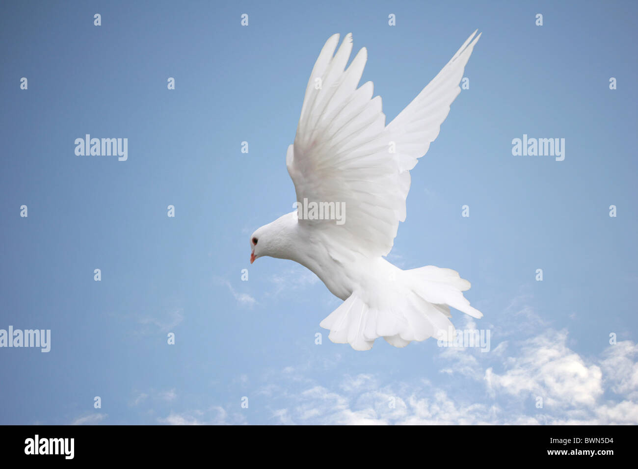 Beautiful white dove in flight, blue sky background Stock Photo