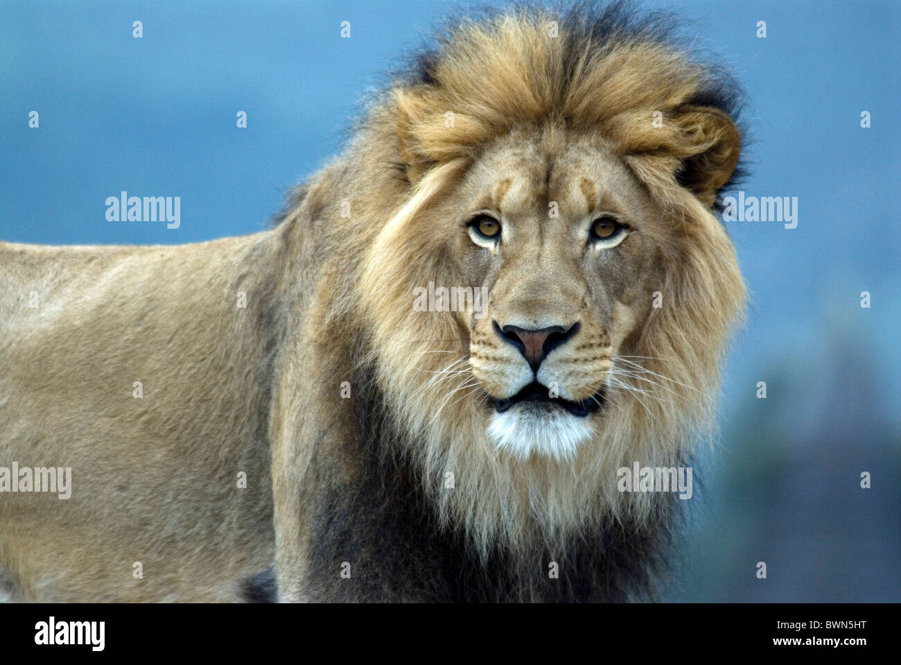 African Lion Panthera leo male portrait animal Stock Photo - Alamy