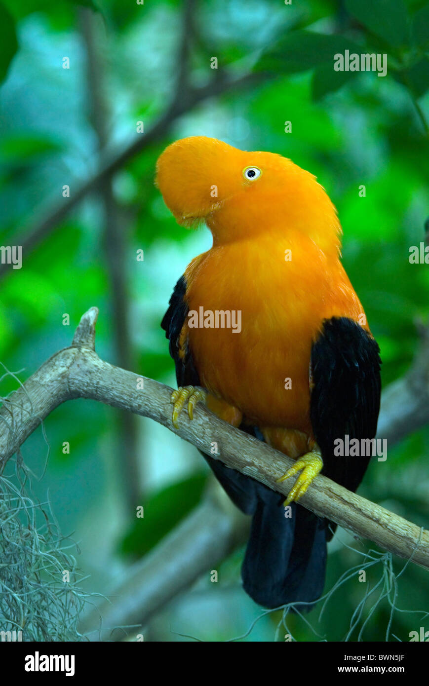 Andean Cock-of-the-rock Rupicola peruviana exotic bird yellow black
