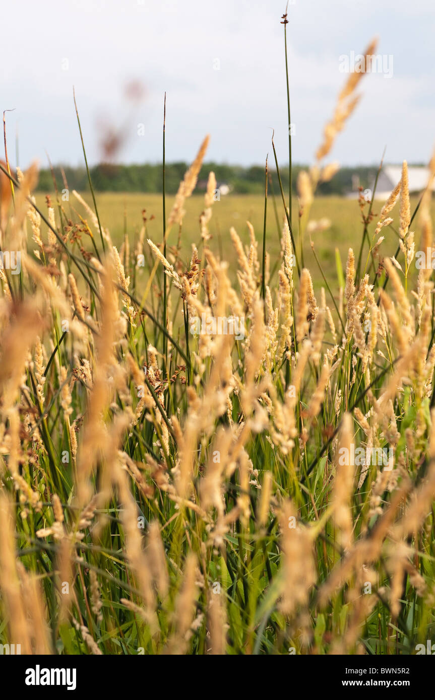 Wheat field, New Brunswick, The Maritimes, Canada Stock Photo Alamy