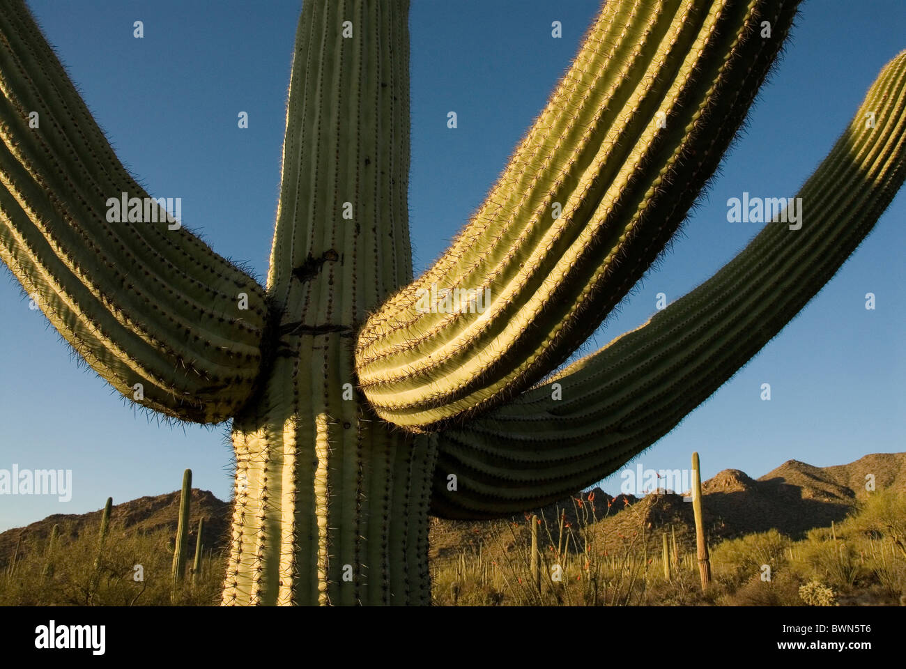 USA America United States North America Saguaro national park Arizona Crested saguaro cactus Carnegiea gigante Stock Photo