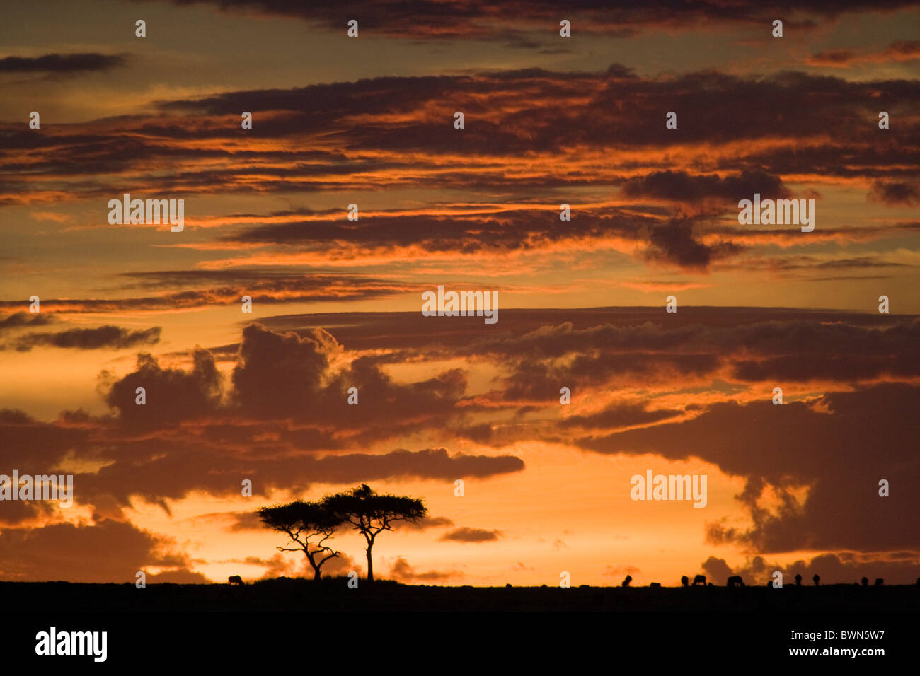 African sunset over the Masai Mara, Kenya Stock Photo - Alamy