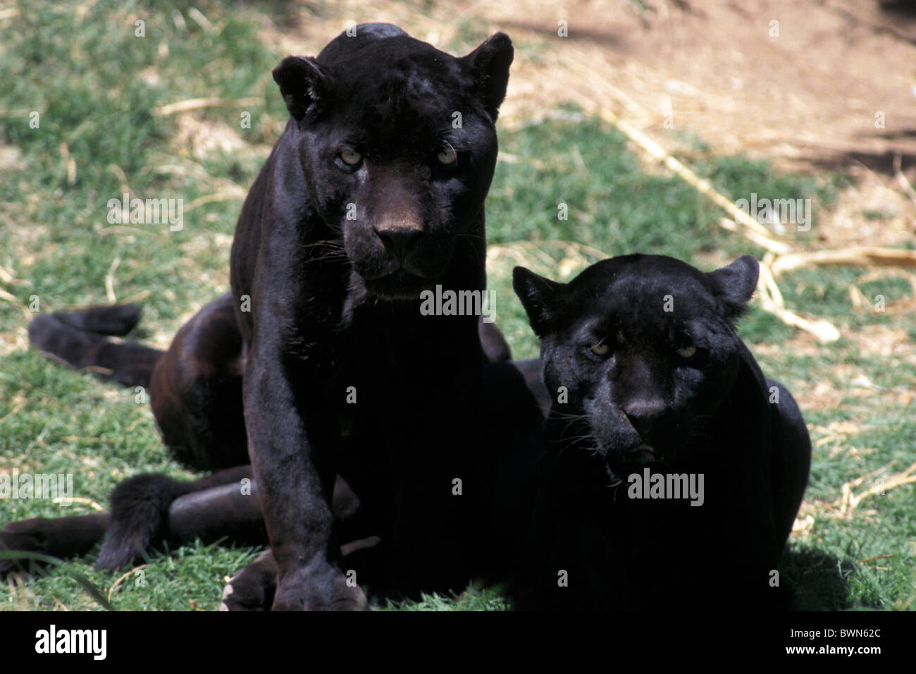 Jaguar Panthera onca black two cats zoo jaguars animal Stock Photo