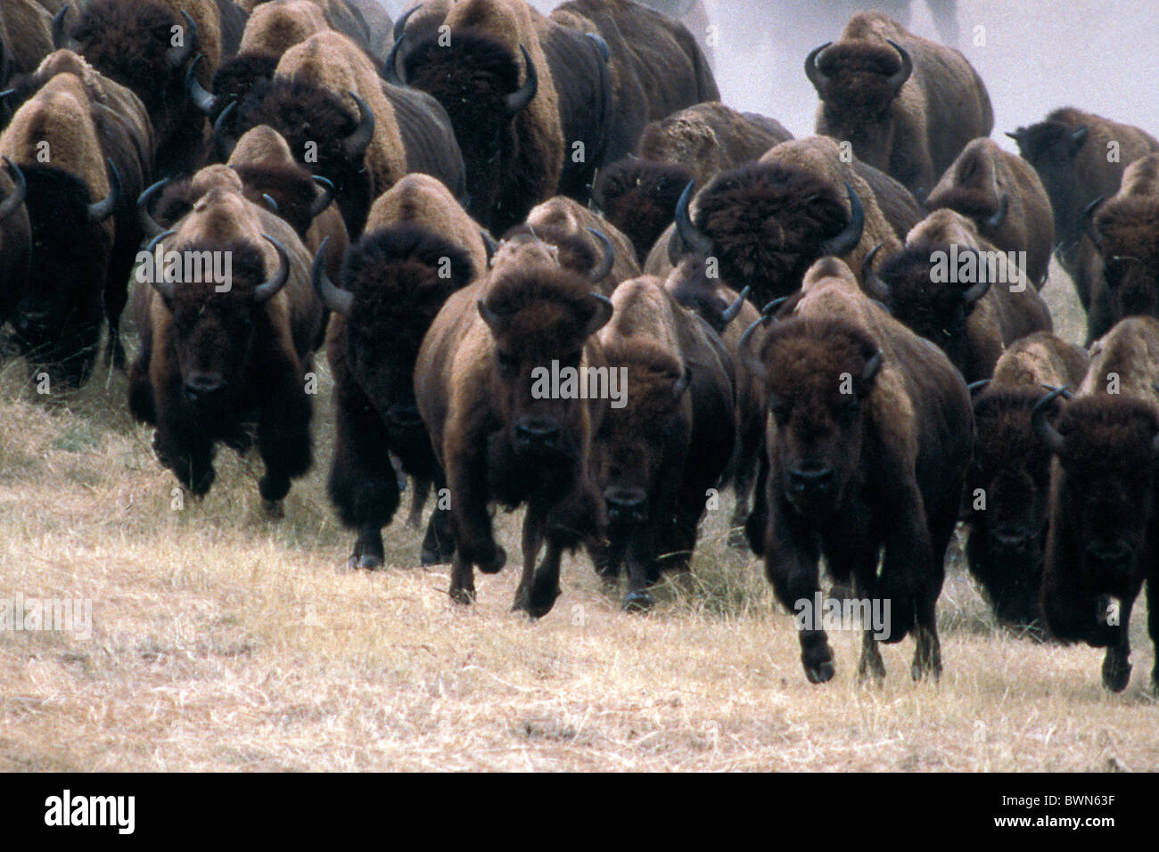 American Bison Bison bison group herd running animals bisons animal ...