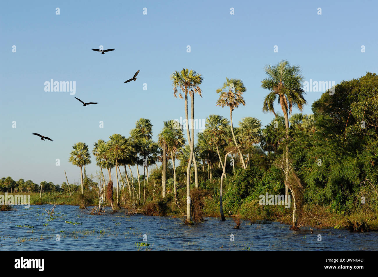 Argentina South America Palm Trees At Lago Ibera Esteros Del Ibera
