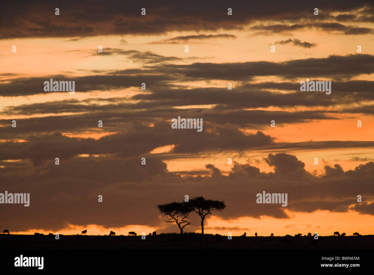 African sunset over the Masai Mara, Kenya Stock Photo - Alamy