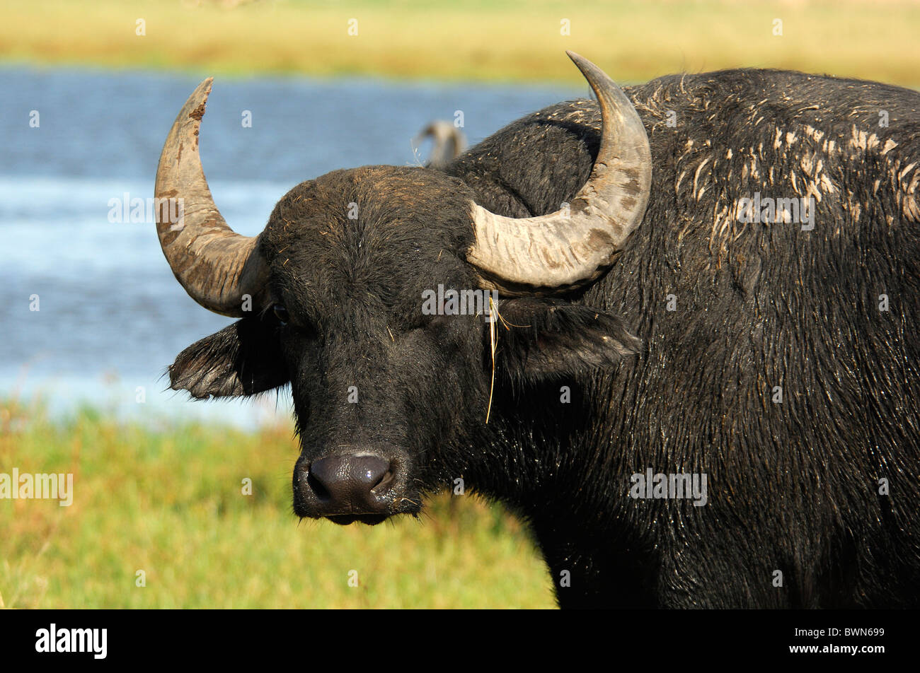 Argentina water buffalo hires stock photography and images Alamy