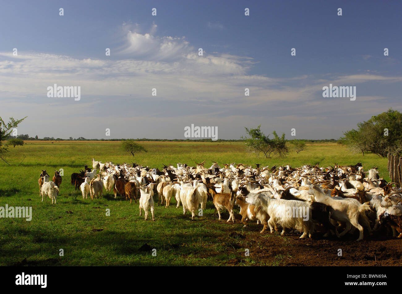 Argentina South America Goats Estancia Buena Vista near Esquina Corrientes South America plain animals meadow Stock Photo