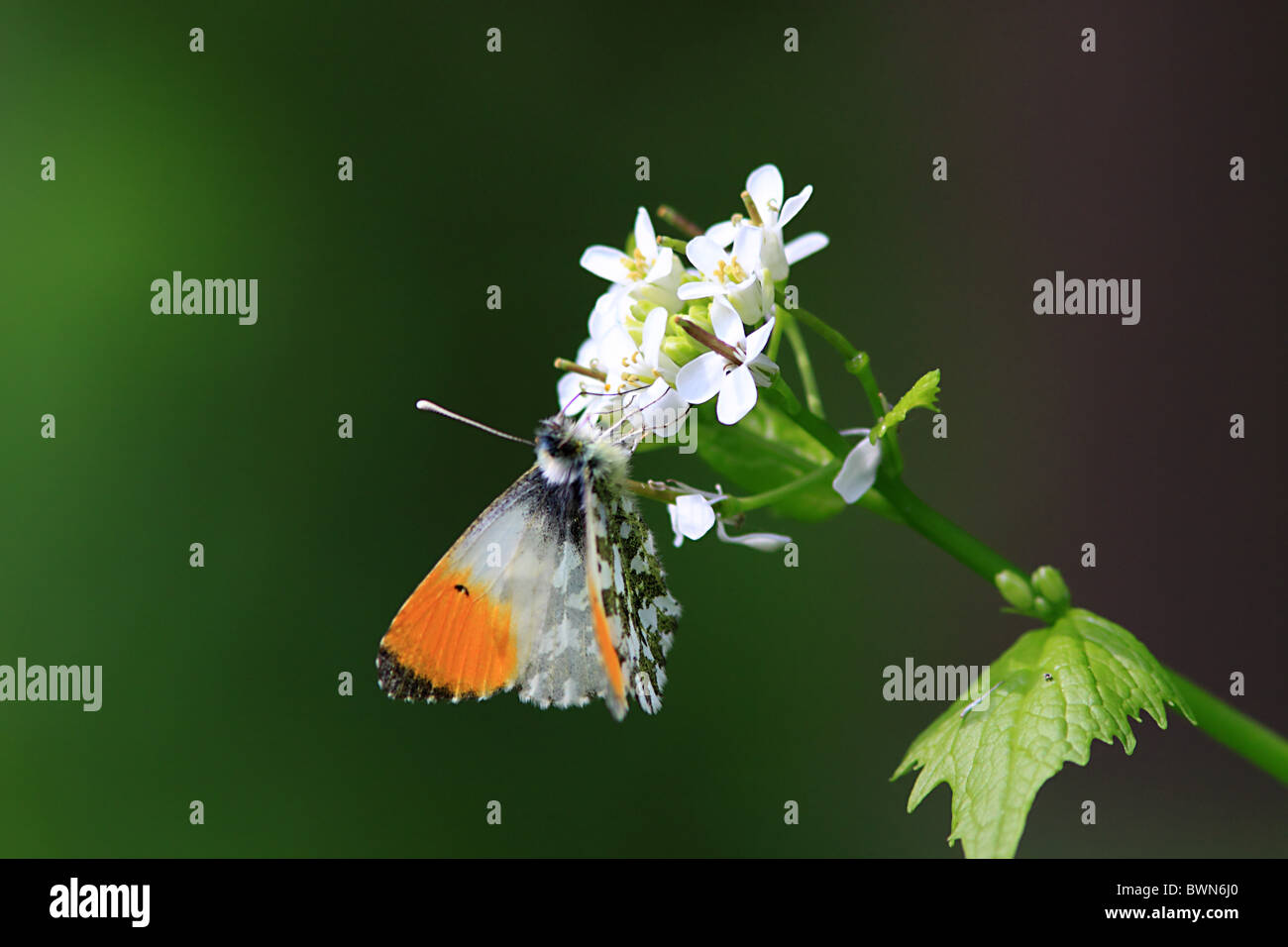UK Butterfly Orange Tip on wild flower Stock Photo